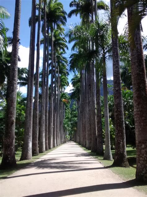 Ocupa uma área total de cerca de 7 hectares, integrando um parque botânico aberto ao. Jardim Botânico e Parque Lage com transfer - Rio de ...