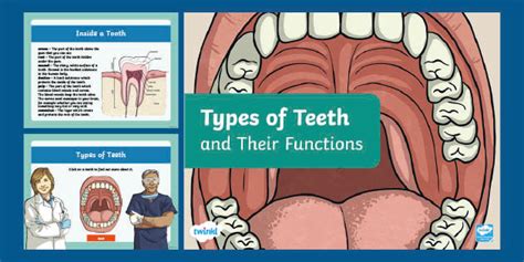 Types Of Teeth And Their Functions Powerpoint