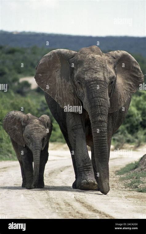 Afrikanischer Elefant Mit Jungtier Steppenelefant African Elephant