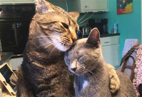 Aber es hat keinen sinn ein trauriges gesicht zu machen denn es ist keiner da mit dem ich über meine traurigkeit reden kann. Kater war einsam und traurig bevor er seine pelzige Liebe ...