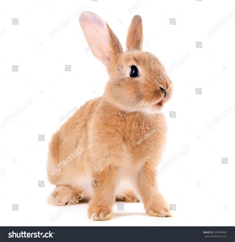 Rabbit Stock Photos Images And Photography Shutterstock