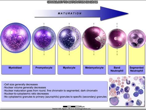 Granulocytic Maturation Diagram Medical Laboratories