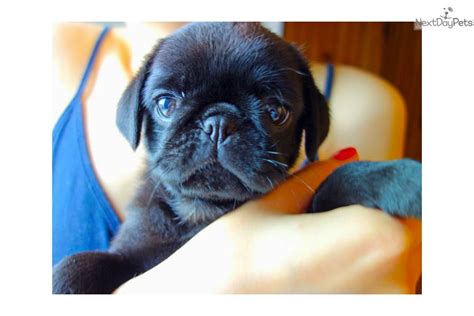 Advice when buying a pug read about pug breed to research and find out more about this breed make your own arrangements for transporting your new animal Coming Soon: Pug puppy for adoption near Austin, Texas ...