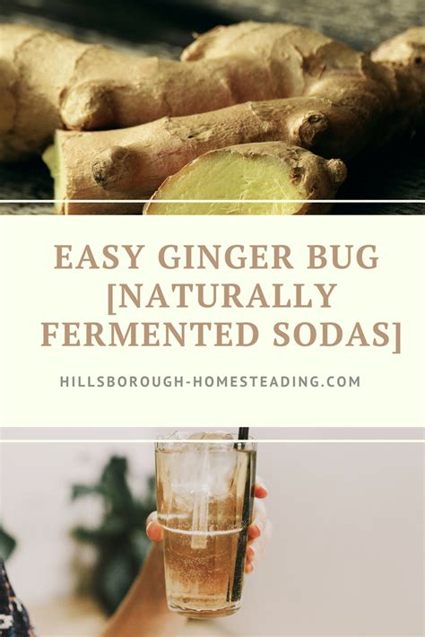 Create This Super Easy 5 Minute Ginger Bug To Get 100s Of Naturally