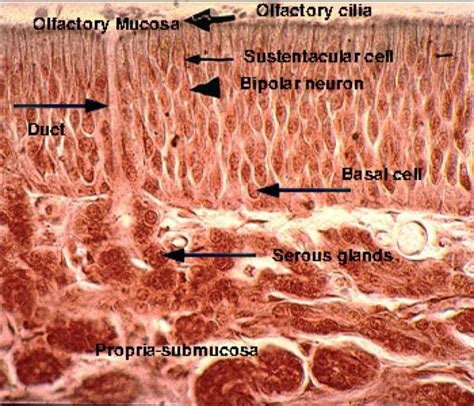 Olfactory Epithelium Slide