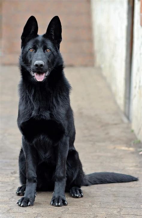 Black German Shepherd Dog Portrait Beauty Sitting Pikist
