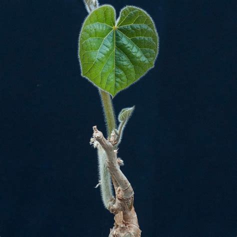 Tinospora Caffra Barrotplante Olgas Planter