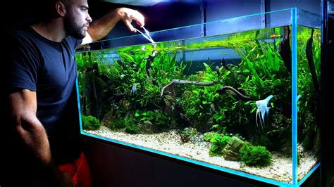 4ft Angelfish Aquarium Planted Tank Maintenance Youtube