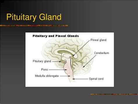 Ppt Pituitary Gland Powerpoint Presentation Free Download Id823726