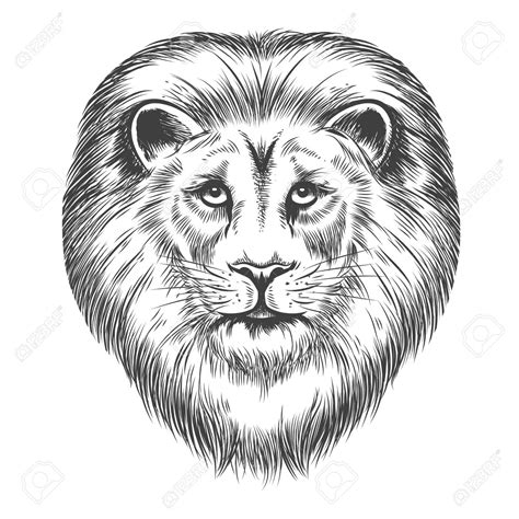 Lion Face Drawing Step By Step At Getdrawings Free Download