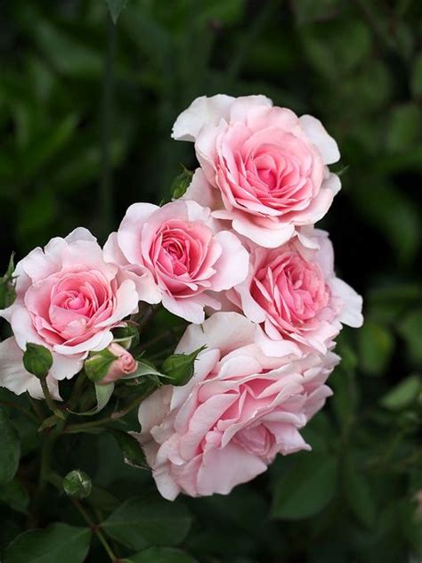 Floribunda Rose Rosa Mimi Pink Us 1984 Most Beautiful Flowers
