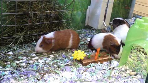 Some Guinea Pigs At Petsmart Youtube