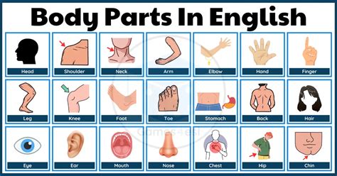 Detailed Body Parts In English Vocabulary Home 45 Off