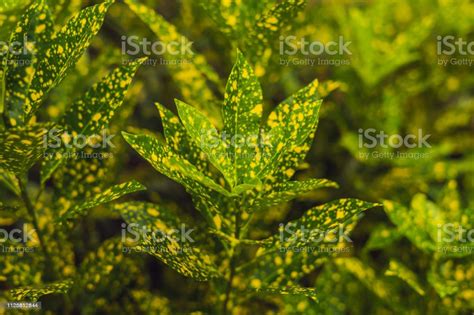 Croton Plants With Colorful Leaves Tropical Plants With Yellow Spots