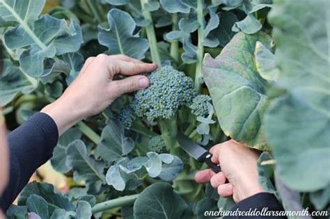 Mavis Garden Blog When To Harvest Broccoli