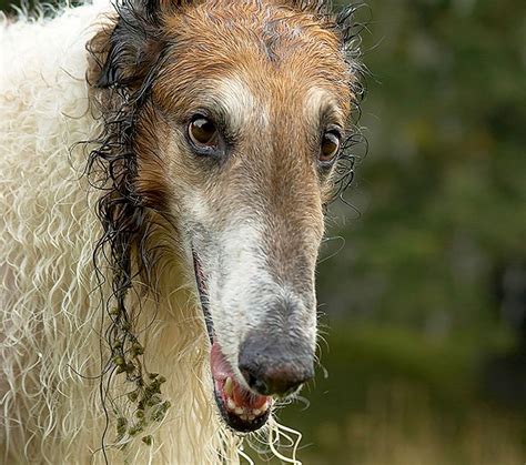 Borzoi Dog Breed Information Pictures Characteristics