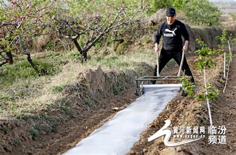 图说三农：襄汾县特色种植助农增收临汾频道黄河新闻网