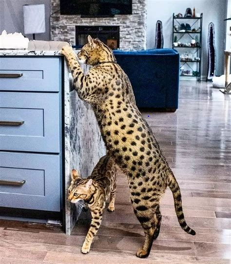 Guinness Proclaims The Tallest Living Pet Cat In The World Lives In