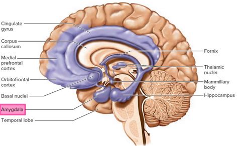 Amygdala Function Location And What Happens When Amygdala Is Damaged