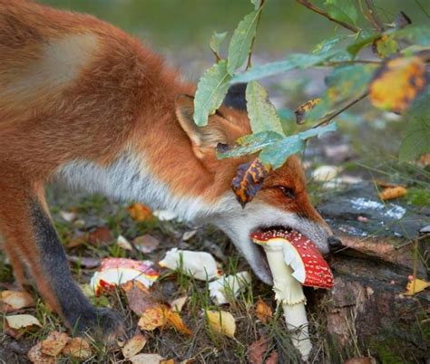 They can eat almost anything that is left over by other foxes love to eat anything and everything as they are always on the hunt for food. On Ancestors and Animism | Rachael Rice on Patreon | Fox ...