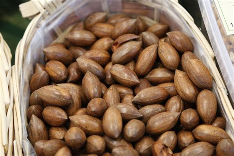 Pecan Hickory A Highly Nutritious Nut Native To The Midwest Eat