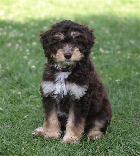 What You Need To Know About The Aussiedoodle Canine Genius Animalso