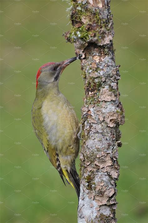 European green woodpecker | High-Quality Animal Stock Photos ~ Creative 
