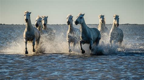 1602 horse hd wallpapers and background images. Horse drops ocean sea lake river g wallpaper | 1920x1080 ...