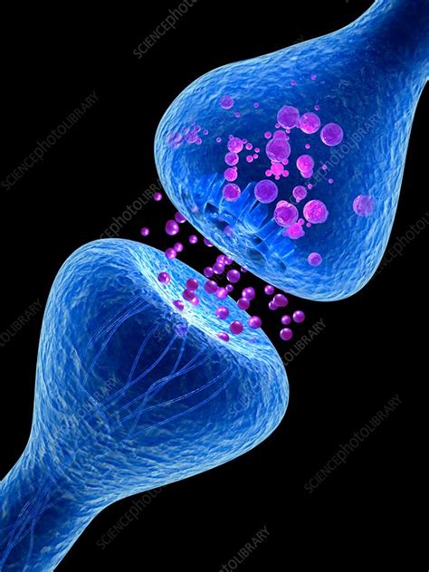 Synapse Illustration Stock Image F0181381 Science Photo Library