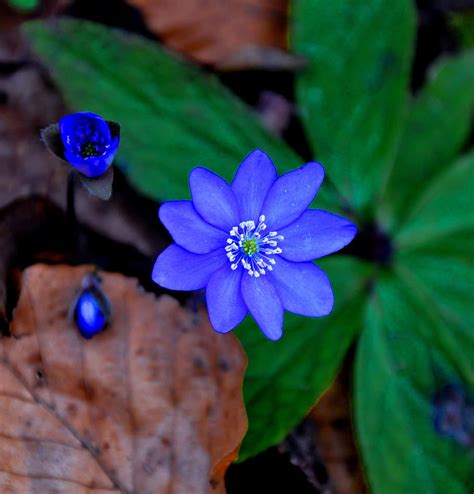 Hepatica Nobilis Spring Blue Flowering Plant Freshness Hd Wallpaper