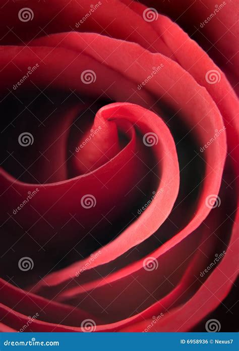 Red Rose Macro Stock Photo Image Of Petals Smooth Beauty 6958936