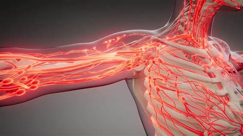 What Are The Major Blood Vessels In The Body Circulatory Blood