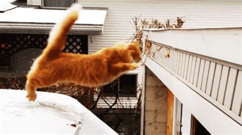 The 27 Most Hilarious Animal Jump Fails Of All Time Funny Cat Fails