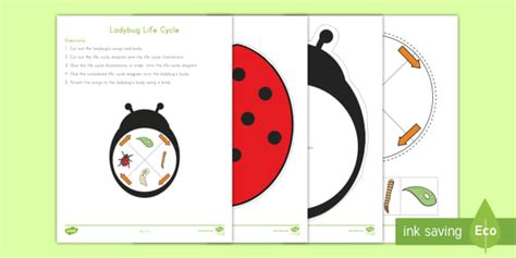 Ladybug Life Cycle Craft Teacher Made