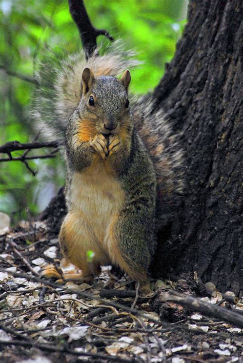 Praying Squirrel Photograph By Michelle Halsey Fine Art America