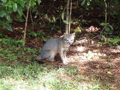 Gray Fox Seen At The Beginning Of Our Hanging Bridges Tour Flickr