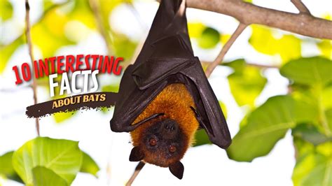 10 Interesting Facts About Bats Animalsandpets Youtube