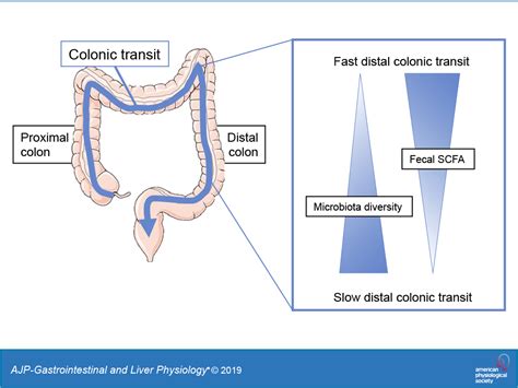 Distal Colonic Transit Is Linked To Gut Microbiota Diversity And