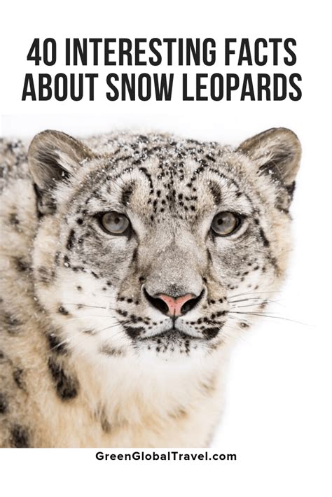 40 Interesting Facts About Snow Leopards Snow Leopard