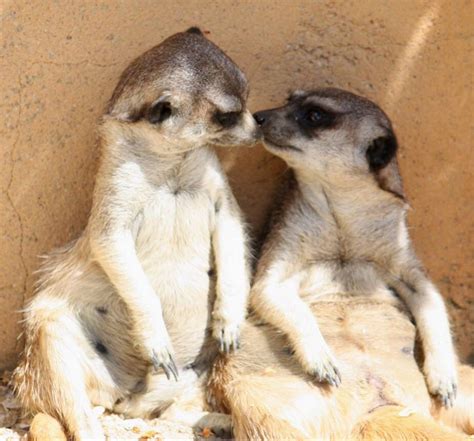 Meerkat Predator Animal Drawings Make Me Smile Kangaroo Zoo Stock