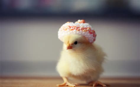 Cute Chicken Wallpapers Top Free Cute Chicken Backgrounds