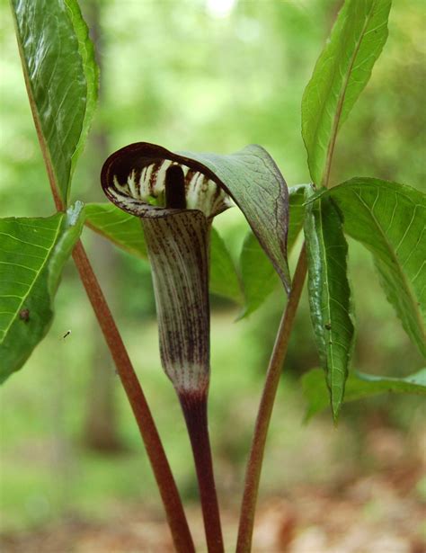 Jack In The Pulpit Arisaema Triphyllum Jack In The Pulpit Shade
