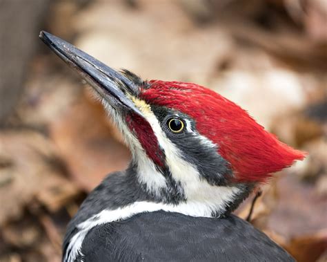Woodpeckers In Kentucky 9 Species You Should Be Looking For