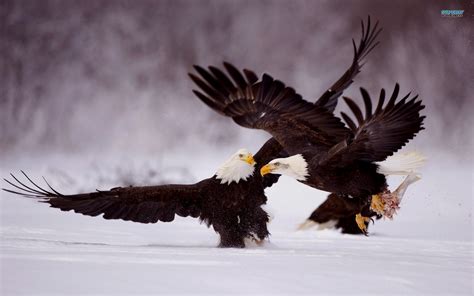 Patriotic Eagle Wallpapers 61 Images