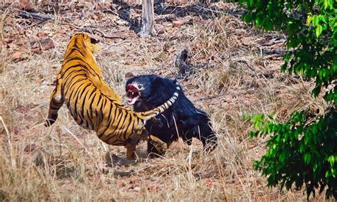 O Que Acontece Quando Um Urso Encontra Dois Tigres Fatos Desconhecidos