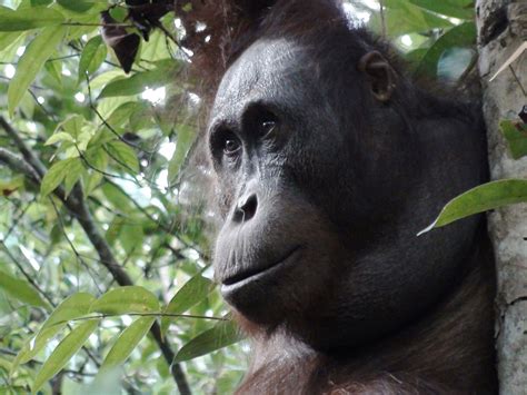 Sumatra Wildlife Holiday Orangutans And Elephants Pioneer Expeditions