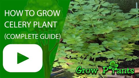 How To Grow Celery Plant Complete Growing Guide Youtube