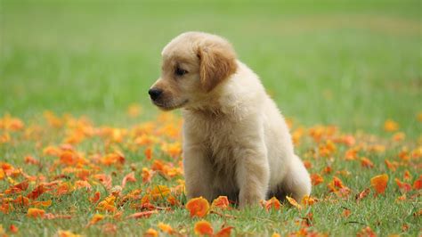 Puppy Sitting On Green Grass During Daytime 4k 5k Hd Animals Wallpapers