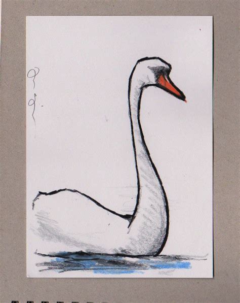 Swan Colour Pencil Drawing Shopjimgriffithsart