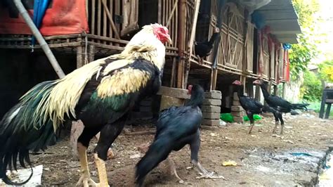 Ternak Ayam Bangkok Berkualitas Youtube